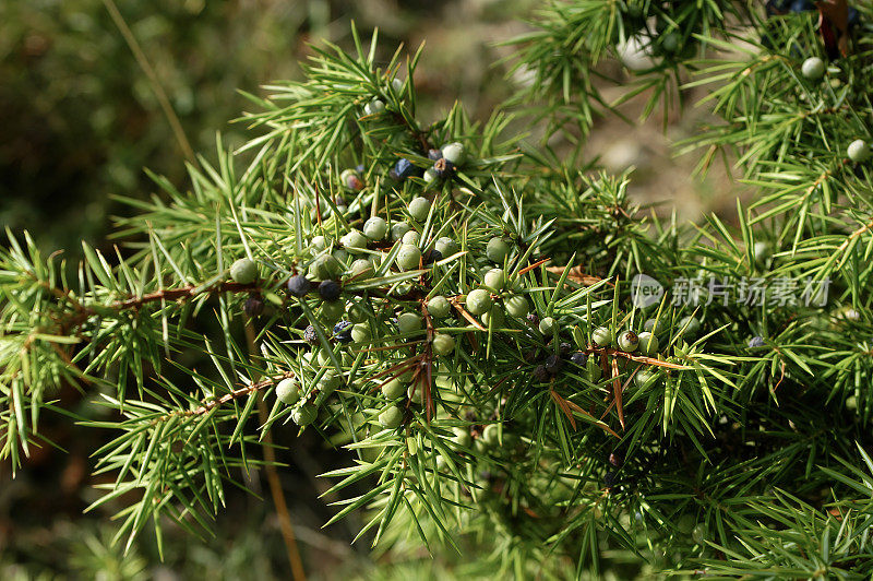 杜松(Juniperus communis)